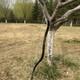 54 Tatar Traditional Recurve Bow 35lbs Horse Hunting Bow For Adult Archery