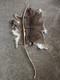 72 Recurve American? Flatbow
