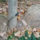 Af Archery 54 Black Tatar Traditional Recurve Bow For Outdoor Practice Hunting