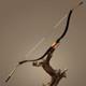 Af Archery 66 Qing Dynasty Bow Haidongqing Laminated Recurve Traditional Bow