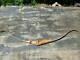Bear Zebra Wood Grizzly 58 Recurve Bow 45# @28 Right Hand Very Nice