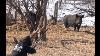 Bowhunting Wild Boar With Recurve In Saskatchewan