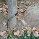 Handmade 52'' Traditional Black Glossy Tatar Horse Recurve Bow 30lbs