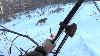 Hunting Coyotes With A Long Bow