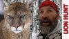 Hunting Mountain Lions With Recurve Bow