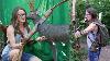 New Recurve Fieldbow White Feather Gallina