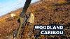 Newfoundland Woodland Caribou Recurve Hunt