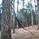 Pmz Recurve Bow, 60'' Wooden Takedown Bow, For Youth Beginners To Practice, 40lbs
