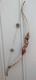 Samick Night Hawk Recurve, Lh. 55-pound Draw. Excellent Condition. Takedown Bow