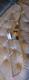 Shakespeare Super Necedah Model X-30 Recurve Bow 54 40+ Lbs With Fishing Reel P19
