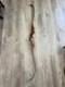 Used Vintage Bear Bearcat Recurve Bow With Extras Archery
