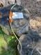 Vintage Bear Archery Dogleg Grizzly Recurve 50# 1963 Minty Glass