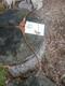 Vintage Bear Archery Kodiak Magnum Recurve 48# 1966