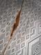 Vintage Bear Glass Powered Polar 64 Recurve Bow 38# Right Handed Rh