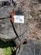 Vintage Damon Howatt Archery Super Diablo Recurve 50# Collector's