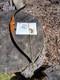 Vintage Gordon Archery Hunter Recurve 45#