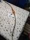 Vintage Sanders Archery 6-gold Recurve Lh 45# Refinished
