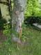 Vintage Wing Amf Archery Corsair Recurve Bow 66 Amo 30# Draw