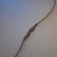 Wood Recurve Bow Brown 62 In 35 Lb 28 In Draw Adult Ambidextrous Field